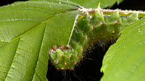 Emperor moth (Saturnia pavonia) caterpillar feeding on bramble, Befordshire, September.
