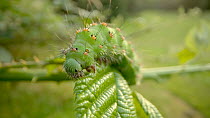 Emperor moth (Saturnia pavonia) caterpillar feeding on bramble, Befordshire. September.