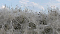 Ermine moth web (Yponomeuta cagnagella) pan, Bedfordshire, UK, June.