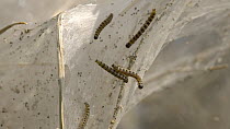 Ermine moth web (Yponomeuta cagnagella) group of caterpillars in web, Bedfordshire, UK, June.