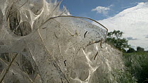Ermine moth web (Yponomeuta cagnagella) group of caterpillars moving on web, Bedfordshire, UK, June.