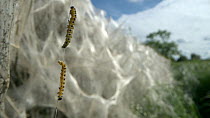 Ermine moth web (Yponomeuta cagnagella) caterpillars moving on thread, Bedfordshire, UK, June.