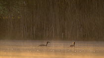 Great crested grebe (Podiceps cristatus) pair swimming then both dive, Bedfordshire, UK, April.