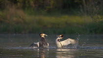 Great crested grebe (Podiceps cristatus) pair fighting then chasing, Bedfordshire, UK, April.