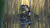 Great crested grebe (Podiceps cristatus) pair exchanging incubation duties at nest, Bedfordshire, UK, April.