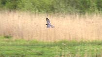 Hobby (Falco subbuteo) catching insects over lake, Northamptonshire, UK, May.