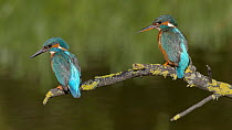 Common Kingfisher (Alcedo atthis) pair fishing from blackthorn branch, male flies off, Bedfordshire, UK, April.