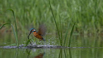Common Kingfisher (Alcedo atthis) male dives, misses fish and catches weed, Bedfordshire, UK, April.