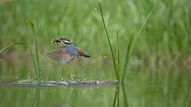 Common Kingfisher (Alcedo atthis) male dives then catches loach fish, Bedfordshire, UK, April.