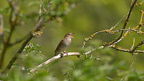 Nightingale (Luscinia megarhynchos) singing from elderberry bush, Bedfordshire, UK, May.