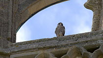 Peregrine falcon (falco peregrinus) juvenile perched on church tower, Northamptonshire, UK, June.