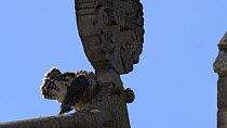 Peregrine falcon (falco peregrinus) juvenile preening on church tower, Northamptonshire, UK, June.