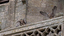 Peregrine falcon (falco peregrinus) two juveniles calling for food on church tower, Northamptonshire, UK, June.