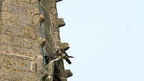 Peregrine falcon (falco peregrinus) parent eating prey, juvenile flies in to be fed, Northamptonshire, UK, June.