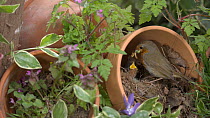 Robin (Erithacus rubella) feeding chicks in flower pot nest, then flies off, Bedfordshire, UK, May.