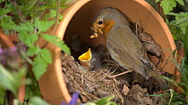 Robin (Erithacus rubella) feeding chicks in flower pot nest, then flies off, Bedfordshire, UK, May.