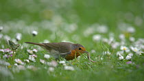 Robin (Erithacus rubella) feeding on lawn with daisies, pulling up worm, Bedfordshire, UK May.