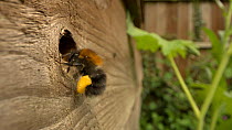 Tree bumblebee (Bombus hypnorum) returning to nest with full pollen baskets, Bedfordshire, UK, May.