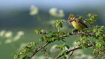 Yellowhammer (Emberiza citronella) female lands on bramble with food, then flies away, Bedfordshire, UK, June.