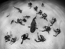 Tiger shark (Galeocerdo cuvier) surrounded by divers on the sea floor, Tiger Beach, Grand Bahama, The Bahamas, Caribbean Sea. European Wildlife Photographer of the Year Competition 2021 - Winner: Man...