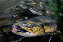 Chum salmon (Oncorhynchus keta) swimming for their lives during their epic run up a rapid Alaskan river, Prince William Sound, Alaska, USA. Golden Turtle Wildlife Festival Competition 2021 - Runner up...