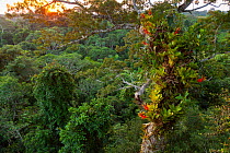 Amazon rainforest canopy view with flowering Bromeliad (Bromeliaceae) epiphytes growing on a branch of a giant Ceiba (Ceiba sp.) tree at sunset, Tiputini Biodiversity Station, Ecuador.