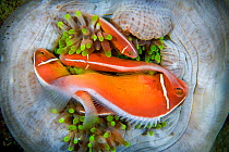 A family of Pink anemonefish (Amphiprion perideraion) sleeping in their anemone host, Triton Bay, West Papua, Indonesia, Pacific Ocean.