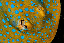 Bluespotted ribbontail ray (Taeniura lymma) searching for food night. Triton Bay, West Papua, Indonesia, Pacific Ocean.