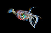 Bigfin reef squid (Sepioteuthis lessoniana) swimming at night, Walker's reef, Triton Bay, Indonesia, Pacific Ocean.