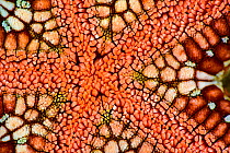 Cushion star (Culcita novaeguineae), detail, Triton Bay, West Papua, Indonesia, Pacific Ocean.