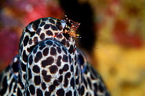 Cleaning shrimp sitting on the snout of Leopard moray eel (Gymnothorax favagineus), Triton Bay, West Papua, Indonesia, Pacific Ocean.