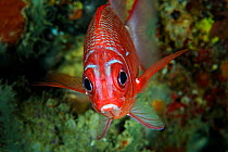 Silverspot squirrelfish (Sargocentron caudimaculatum) hunting on the reef at night, Triton Bay, West Papua, Indonesia, Pacific Ocean