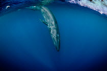 Bryde's whale (Balaenoptera brydei) diving, Sri Lanka, Indian Ocean.