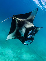 Two Reef manta ray (Mobula alfredi) feeding together with cephalic lobes visible, Dampier strait, Raja Ampat, West Papua Indonesia, Pacific Ocean.