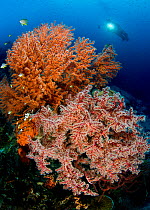 Sea fans (Gorgonia sp.) and a scuba diver in Wayilbatan's Channel, a narrow channel covered in coral polyps feeding on the zooplankton carried by the current, Raja Ampat, West Papua, Indonesia, P...