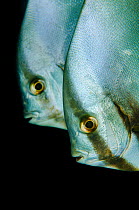 Two Teira batfish / Longfin batfish (Platax teira), portrait, Raja Ampat, West Papua, Indonesia, Pacific Ocean.