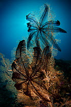 Fan coral (Gorgonia sp.) with two clinging Feather star (Crinoidea), Raja Ampat, West Papua, Indonesia, Pacific Ocean.