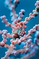 Bargibant's pygmy seahorse (Hippocampus bargibanti) camouflaged in a seafan (Muricella  sp.), Raja Ampat, West Papua, Indonesia, Pacific Ocean.