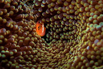 Skunk anemonefish (Amphiprion akallopisos) hiding in a large Carpet anemone (Stichodactyla sp.), Raja Ampat, West Papau, Indonesia, Pacific Ocean.