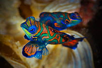 Pair of Mandarinfish (Synchiropus splendidus) mating, Raja Ampat, West Papua, Indonesia, Pacific Ocean.