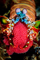 Female Peacock-mantis shrimp (Odontodactylus scyllarus) carrying her eggs, Raja Ampat, West Papua, Indonesia, Pacific Ocean.
