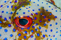 Roving coral grouper (Plectropomus pessuliferus) eye detail, Raja Ampat, West Papua, Indonesia, Pacific Ocean.