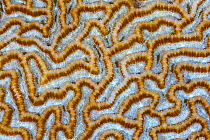 Brain coral (Merulinidae or Mussidae) close up, Triton Bay, West Papua, Indonesia, Pacific Ocean.