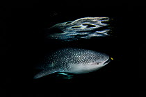Whale shark (Rhincodon typus) with Pilot fish (Naucrates ductor) swimming in front, Triton bay, West Papua, Indonesia, Pacific Ocean.  European Wildlife Photographer of the Year Competition 2017 - Th...