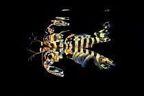 Zebra mantis shrimp (Lysiosquillina maculata) hunting on the surface at night, Triton Bay, West Papua, Indonesia, Pacific Ocean.
