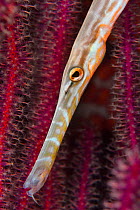 Chinese trumpetfish (Aulostomus chinensis) moving with head down position while hunting, Triton Bay, West Papua, Indonesia, Pacific Ocean.