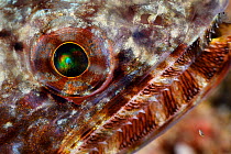 Llizardfish (Synodontidae sp.) eye detail, Triton Bay, West Papua, Indonesia, Pacific Ocean.