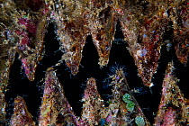 Zig zag oyster (Lopha folium), close up, Triton Bay, West Papua, Indonesia, Pacific Ocean.