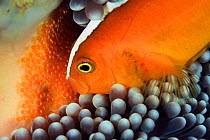 Skunk anemonefish / Clownfish (Amphiprion sandaracinos) blowing water over its eggs close to the anemone, Triton Bay West Papua, Indonesia, Pacific Ocean.