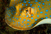 Bluespotted ribbontail ray (Taeniura lymma) searching for food over the coral reef at night, Triton Bay, West Papua, Indonesia, Pacific Ocean.